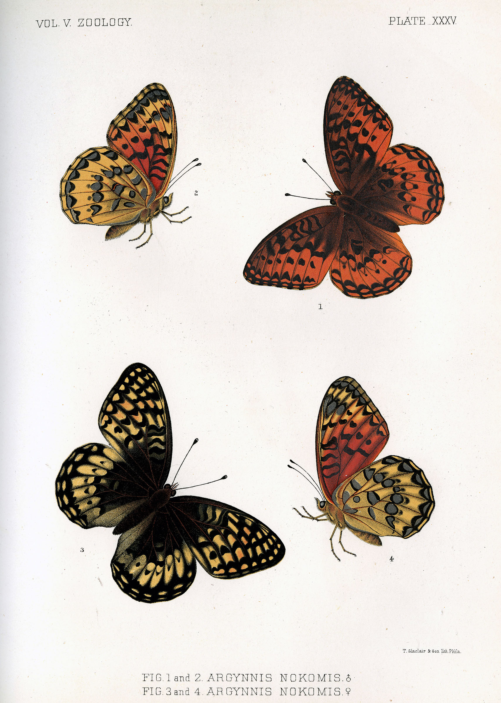 Drawing of four butterflies Drawing of four butterflies